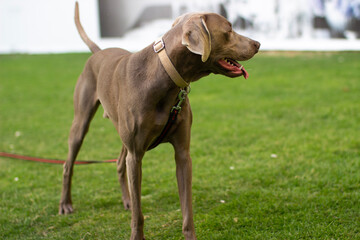 Weimaraner dog on grass 