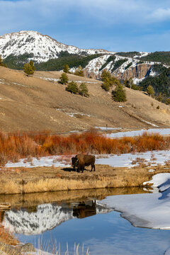 Bison reflecting in mountain lake scene at Yellowstone