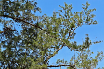 Casuarina tree banches (Casuarina equisetifolia)
