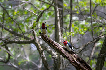 Red-headed Woodpecker (Melanerpes erythrocephalus)   birds in spring in the park during nesting
