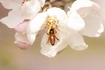 bee on apple blossom pollinating 