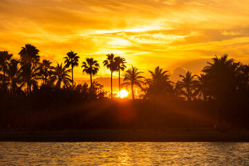 Golden sunset shining through silhouette of palm trees in Miami Florida park with sun flare