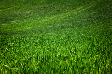 Majestic summer colorful sunset scenery in Tuscany. Stunning flowery grain fields and curved rural...