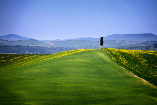 Scenic sunset over Baccoleno, one of the most iconic landscapes with cypresses in Tuscany, near the town of Asciano, province of Siena, Italy