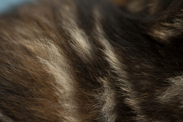 Cat fur texture or background. Macro shot.