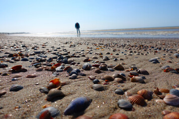 Many shells in the Netherlands
