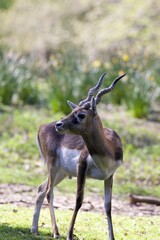 Photographie animalière et nature