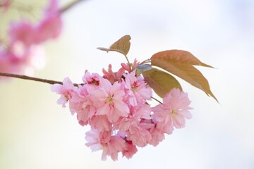 Photographie animalière et nature