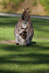 Photographie animalière et nature