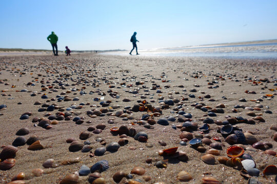 Many shells in the Netherlands