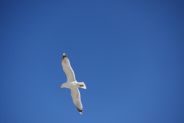 Seagull flying high on the wind. flying gull. Seagull flying on beautiful blue sky.