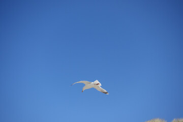 Fototapeta na wymiar Seagull flying high on the wind. flying gull. Seagull flying on beautiful blue sky.
