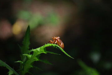 Cicada shells left on leaves illuminated by sunlight through the trees