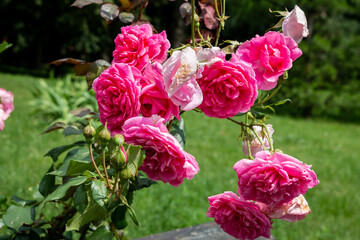 Red roses in the garden. Blurred background. Close-up.