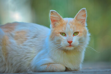 Fototapeta premium Bonita estampa de gato callejero.