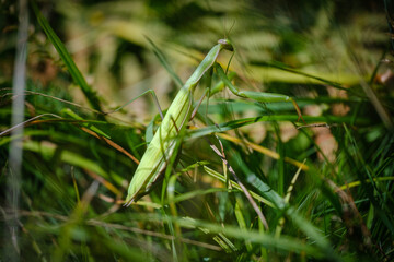 Green mantis in the camouflaged in grass