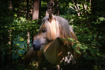 Haflinger horse in summer forest