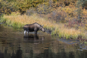 Naklejka na ściany i meble Cow Moose grazing in Yukon swamp