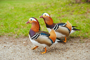 Two male mandarin ducks (Aix galericulata) in grass