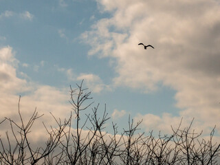 Sparrow in the tree among the white clouds