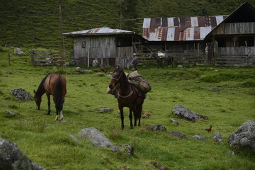 horses on a farm