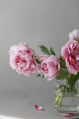 Pastel pink peony flowers bouquet in a glass vase on gray background. 