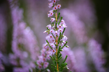 Common heather_Calluna vulgaris violet flower