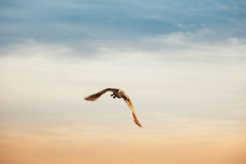 Coruja Buraqueira voando pelo céu, coruja voando pelo por do sol, Athene cunicularia
