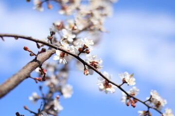 cherry blossom in spring
