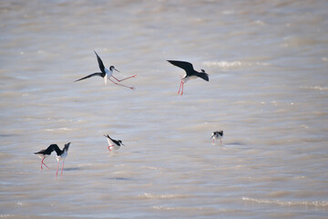 bird, meer, fliegen, fliege, himmel, weiß, wild lebende tiere,