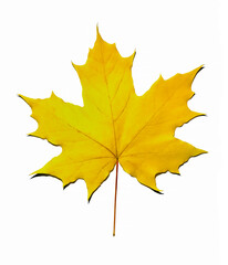 Bright yellow maple leaf isolated on a white background. Autumn leaf top view