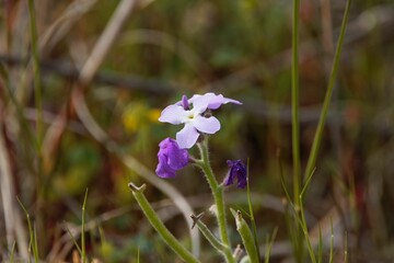 Flower of a three-horned stock, Matthiola tricuspidata