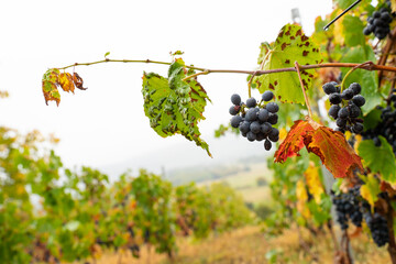 Disease on the vine can be due to the climate in Rignat, Ain, France.