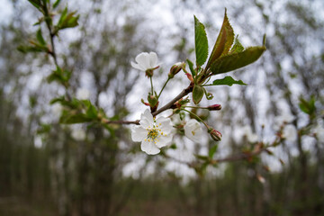 The first spring flowers of fruit trees. Flowers of close-up.
