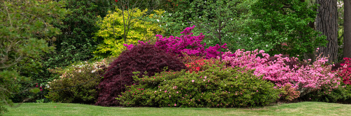 Beautiful Garden with blooming trees and bushes during spring time, Wales, UK, banner size