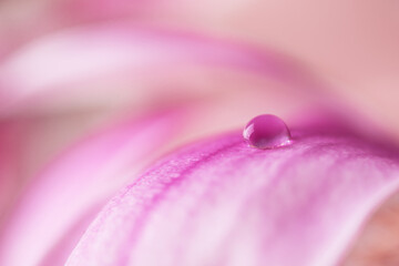 Beautiful water drop on pink petals of magnolia flower close up. Macro photo of dew drop on flower.