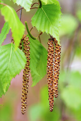 Birch earrings outdoors. Spring birch catkins closeup. Natural background.