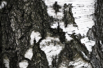 Black and white birch tree bark natural texture. Birch bark background.