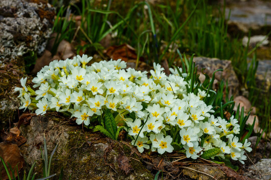 Primrose , or Primula is a genus of plants from the family Primulaceae ( Primulaceae ) of the order Heather ( Ericales )