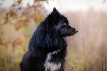 Fototapeta na wymiar Black medium German spitz dog