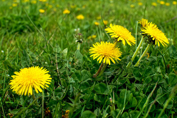 Common dandelion, spring yellow flowers - obrazy, fototapety, plakaty