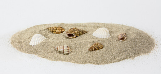 Holidays and beach. Close up of seashells on sand