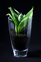Houseplant "Sansevieria" in a glass vase with earth on a black background. Close-up