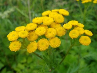 tansy flowers after the rain. the beauty of nature.