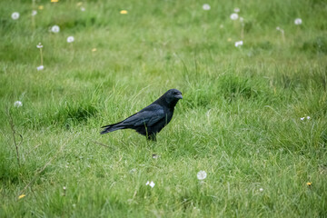 common raven (Corvus Corax) seeks out bugs and worms in lush green meadow grass
