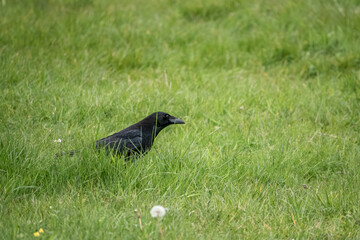 common raven (Corvus Corax) seeks out bugs and worms in lush green meadow grass