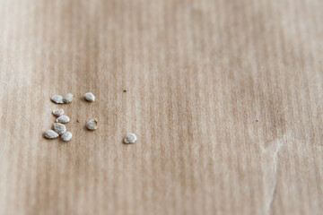 Fototapeta na wymiar Close up of small tomato seeds to germinate