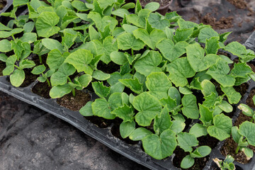 The young cucumber seedling ready to plant in the ground from garden tray.