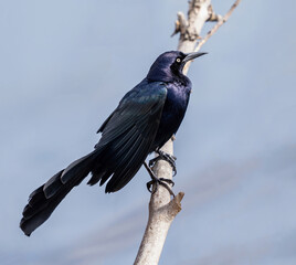 Close up of a Great-tailed Grackle sitting on a branch above lake water.