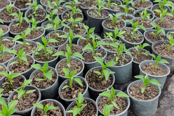 Bell pepper seedlings growing in a plastic tray in greenhouse.